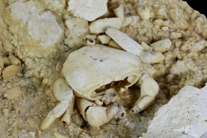 Fossil Crab (Potamon) Preserved in Travertine - Turkey #121373